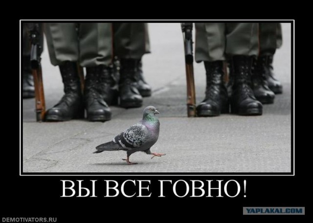Голубь - настоящий мужик