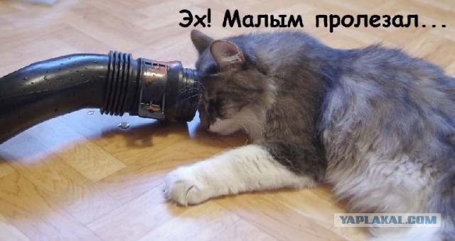 Достать кота