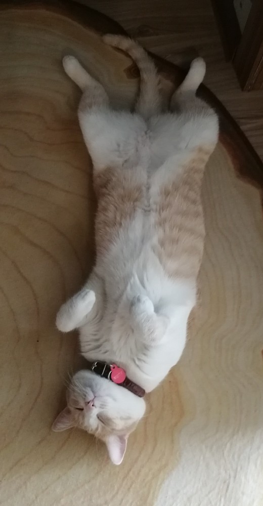 Вторник. Кото-вторник...