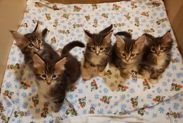 Погнали! С котовторником, други!