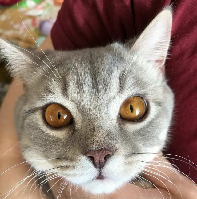 Разные котики