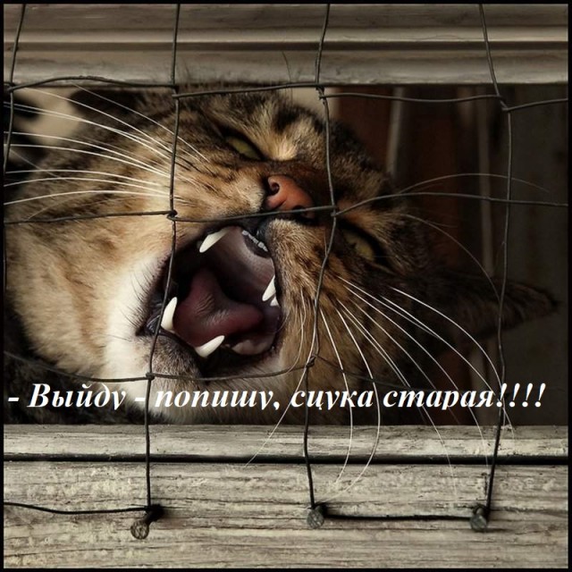 С кота, дразнившего собак в Ленобласти, сняли обвинения