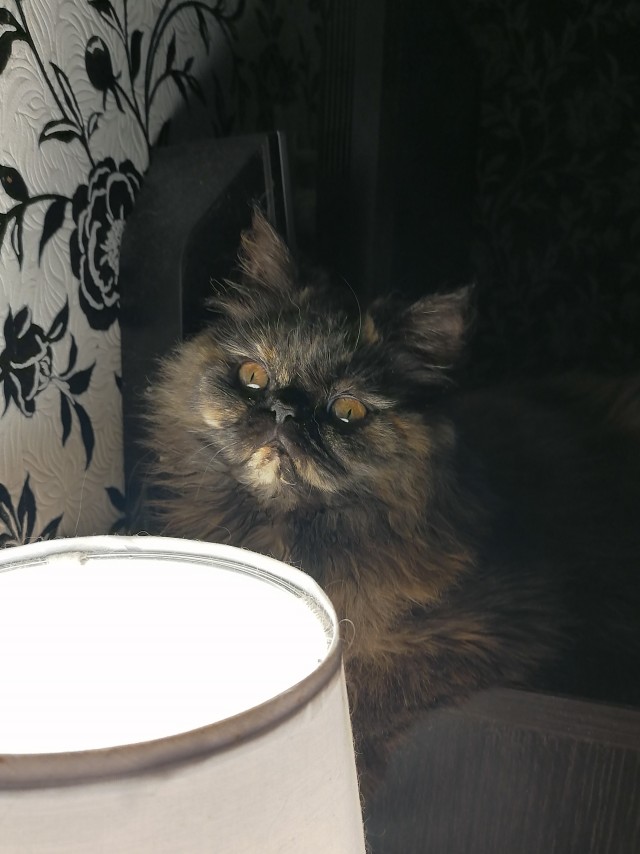 Вы, что спите? Вставайте, котовторник же!