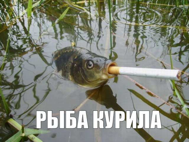Рыбов, показываю. Красивое