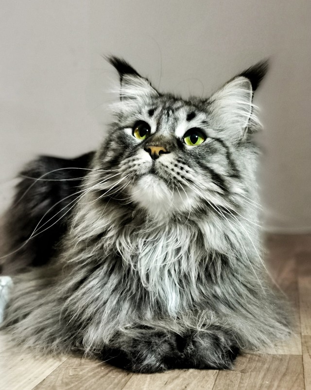 Котовторник 21.12.21