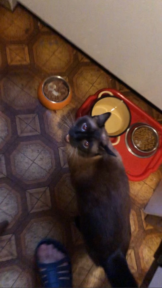Котовторник 25.01.22