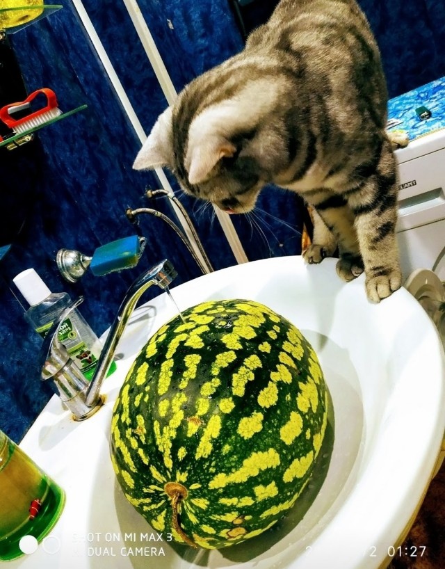 Это один и тот же кот