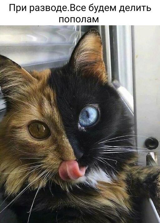 Баянисто-небаянистый юмор 12.04.22