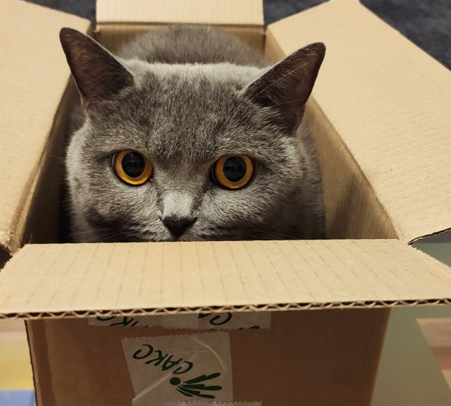 С праздником и котофторником!