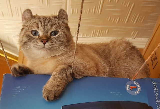 С праздником и котофторником!