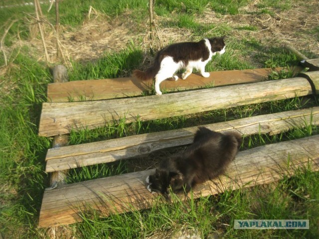 Жизнь домашнего приюта для котеек 392