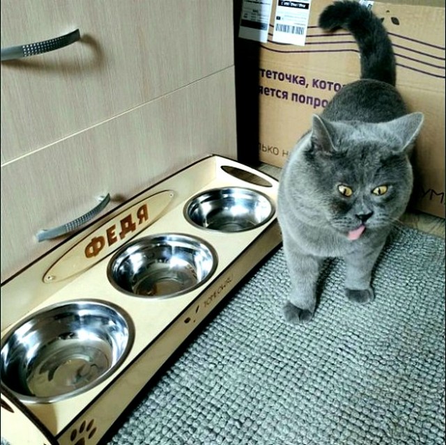 "Мой" котовторник
