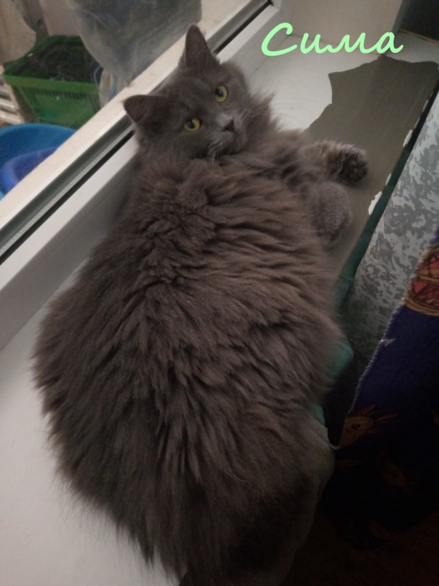Жизнь домашнего приюта "Котоленд" 366