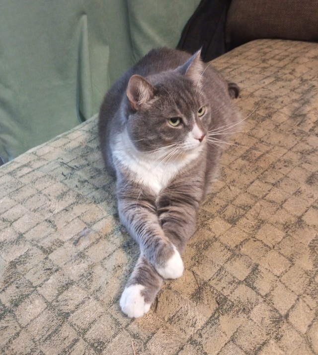 Мой кот