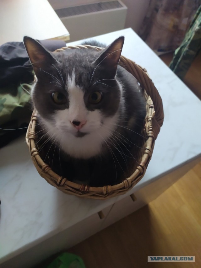 Коты белые, 12 литров