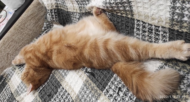 Котячьих потягушечек вам в ленту!
