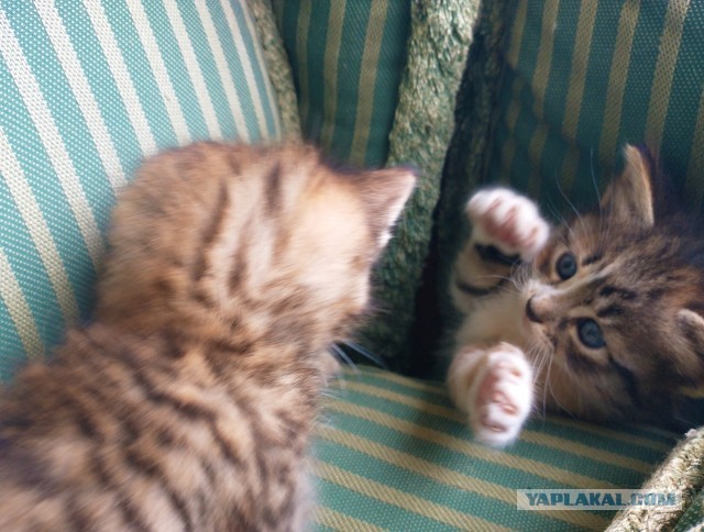 Котовторник. Немного сицилийских котов.