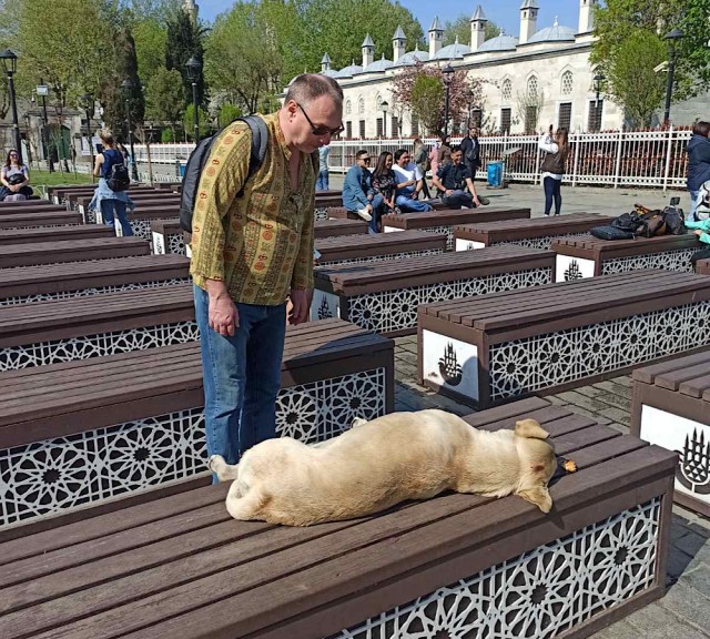 В Турции есть островной парк кошек, где вас окружат дружелюбные кошки, как только вы сядете на лавочку
