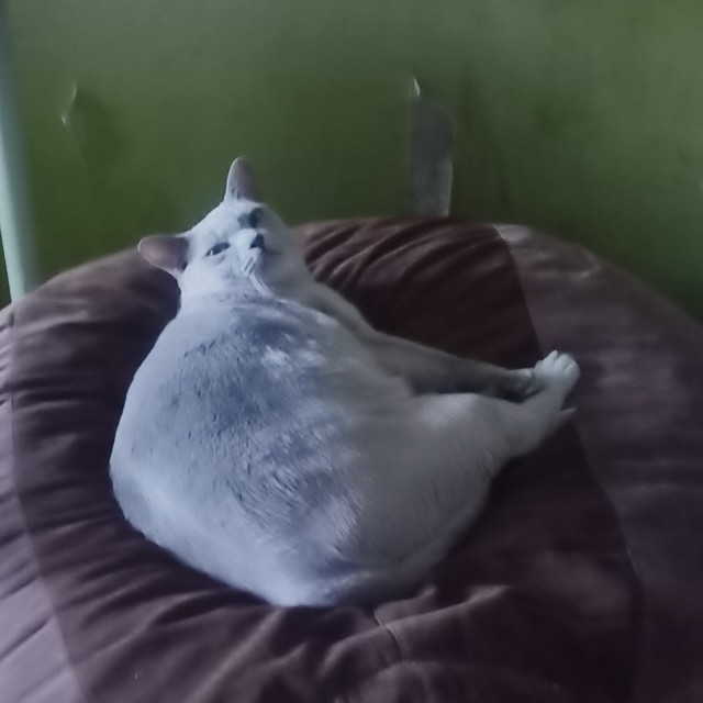 Позы для сна у кошек - что они означают?