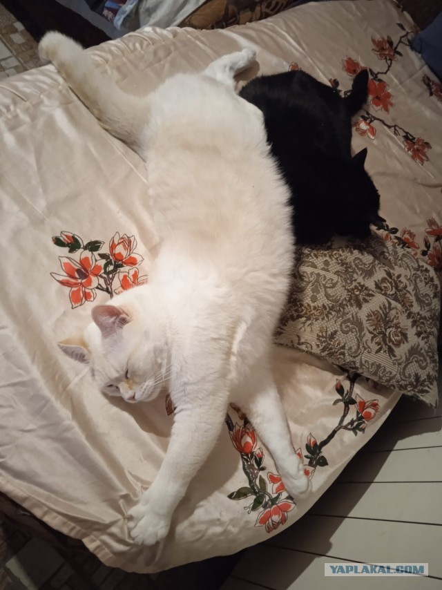 Толстые коты