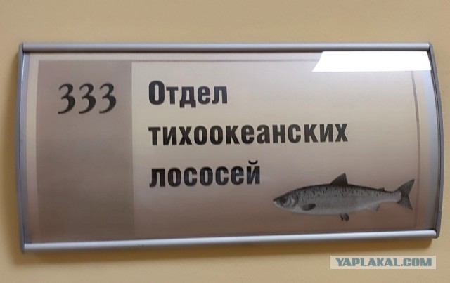 Лосося не существует