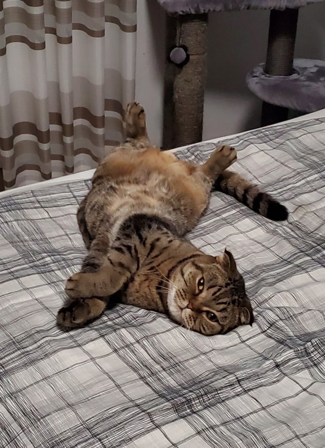 К котовторнику