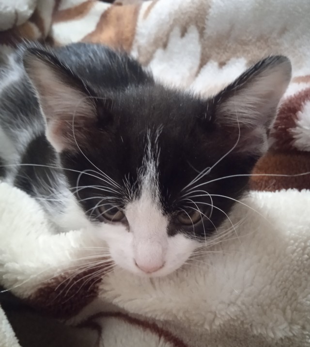 Спящий кот