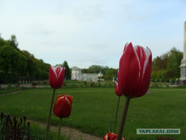 Кусково 15.05.2025