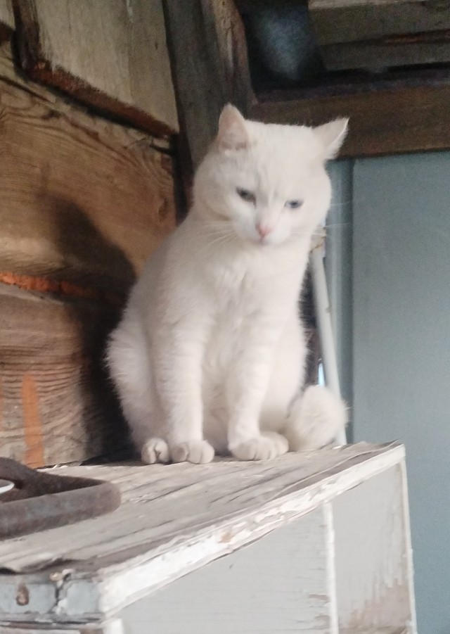 Котовторник