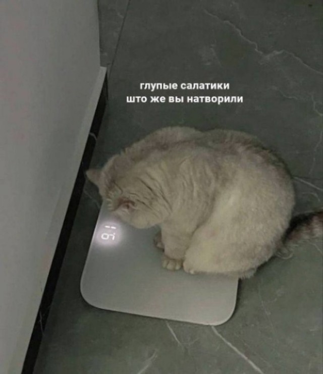 Мой кот