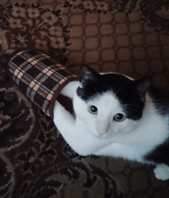 Кошатники, помогите