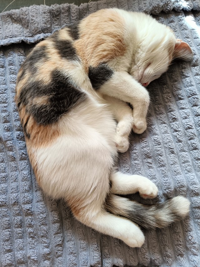 Котëнок с румынской дороги