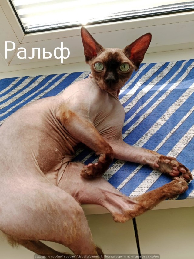 Жизнь домашнего приюта "Котоленд" 547