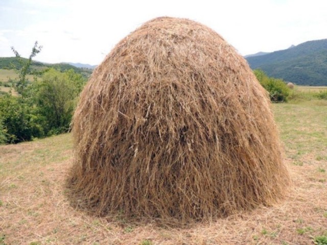 "Шефы"