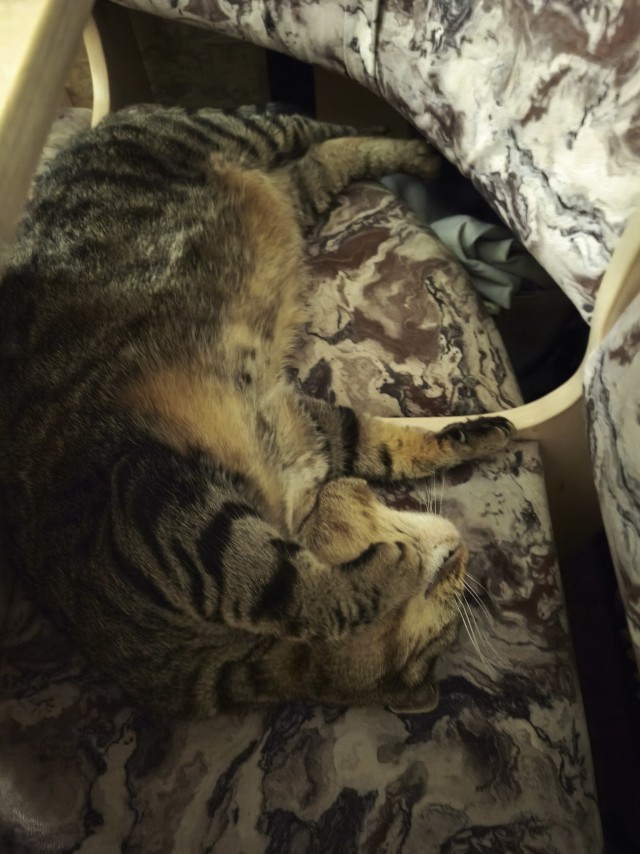 Котовторник!