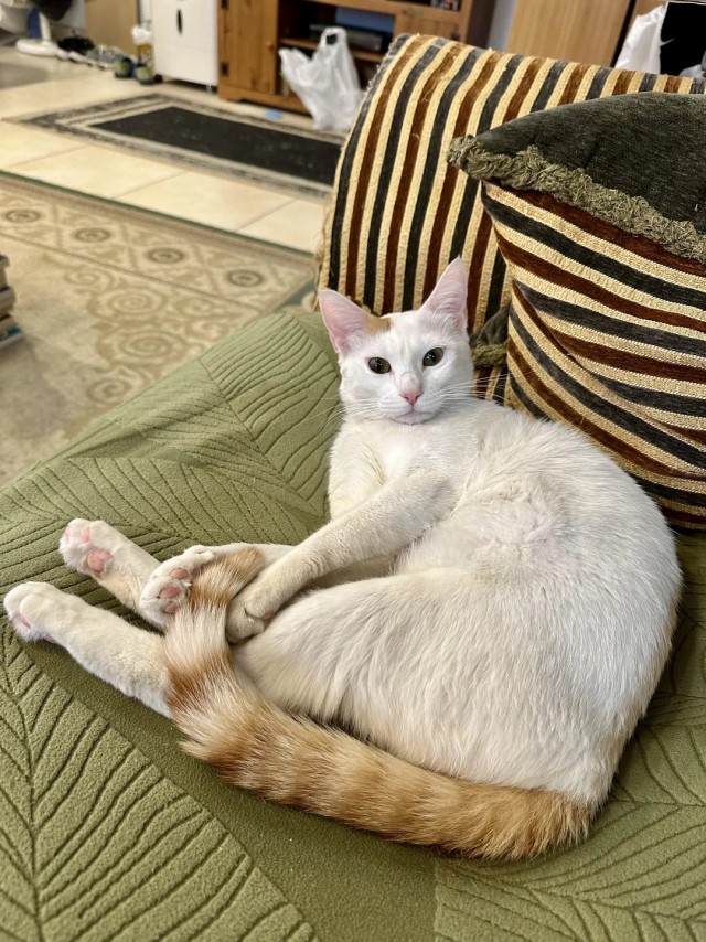 Было — Стало (котовторник)