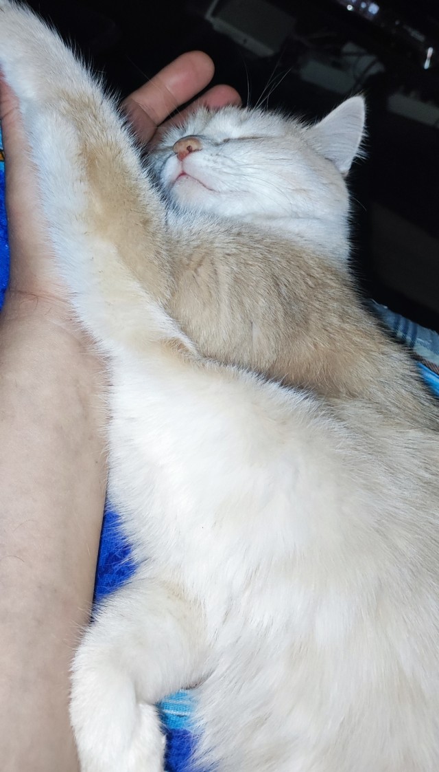 А у нас сегодня кошка, родила двоих котят