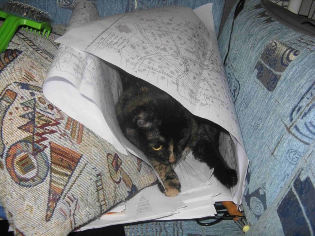 Невыразительные коты