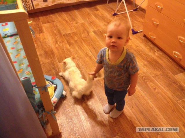 Котовторник на вторник, Котовторник
