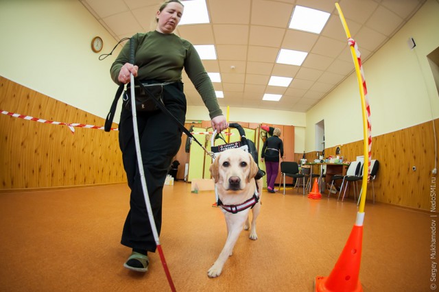 Золотые собаки