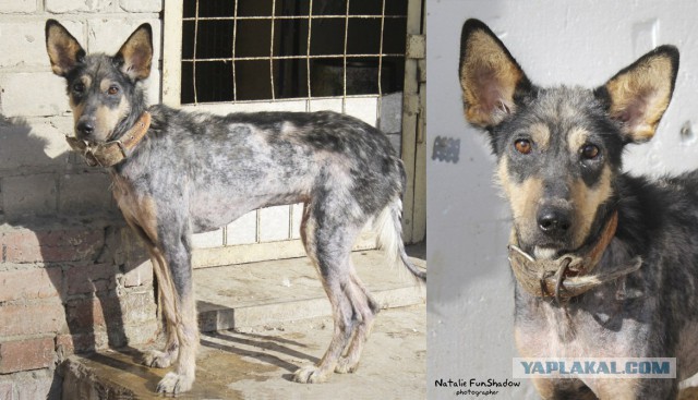 Спасенные собаки