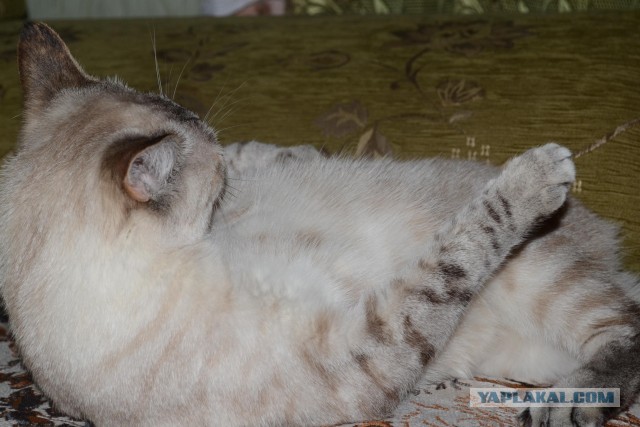 Котовторник 05.03.13