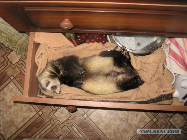Нед – котенок, который дружит с хорьками