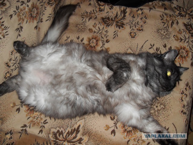 Котовторник  08.07.2014