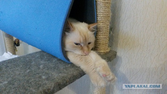 Котовторник 22.07.14