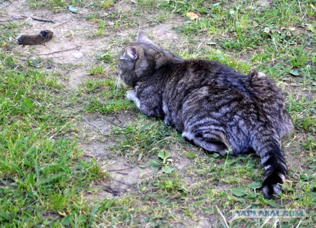Котовторник 21.10.2014