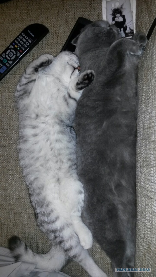 Коты, постигшие искусство сон-фу.