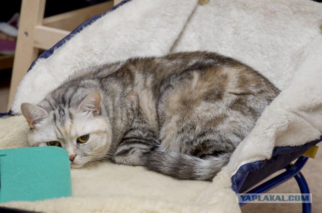 Моим котам