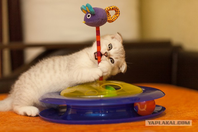 Котовторник