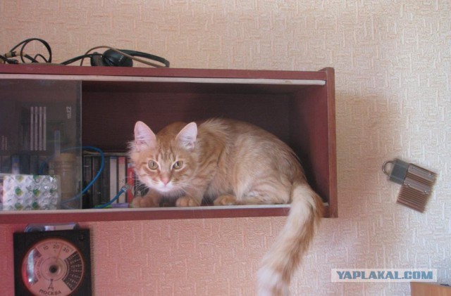 Эта котявка думает, что спряталась